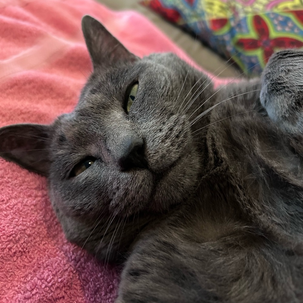 Meet your Posher, Hillary